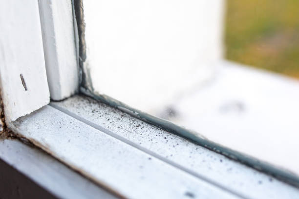 Best Black Mold Removal  in Denison, IA