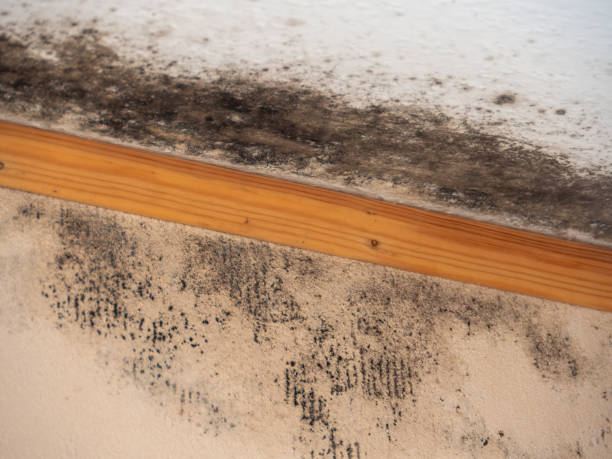 Denison, IA Mold Removal Company
