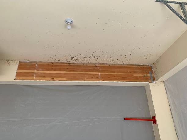 Best Mold Damage Restoration  in Denison, IA