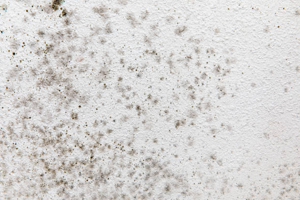 Best Mold Remediation for Rental Properties  in Denison, IA