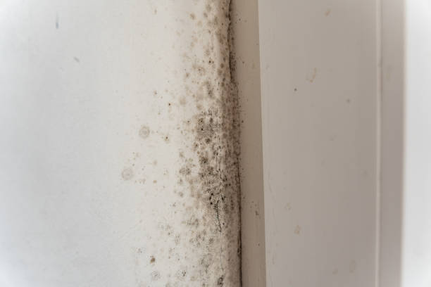Best Emergency Mold Remediation  in Denison, IA